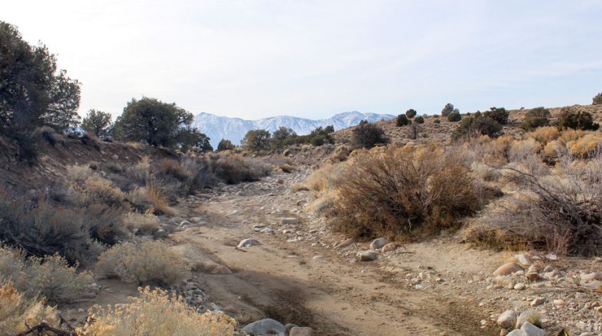 Golden Buckeye #1 & #2 — photograph 92 of the claim ground, Douglas County, Nevada
