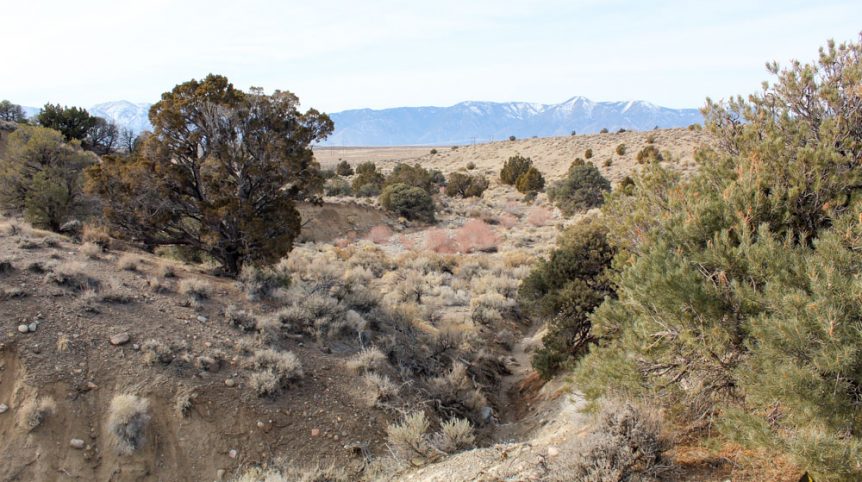 Golden Buckeye #1 & #2 — photograph 115 of the claim ground, Douglas County, Nevada