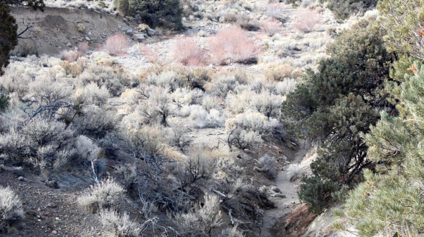 Golden Buckeye #1 & #2 — photograph 116 of the claim ground, Douglas County, Nevada