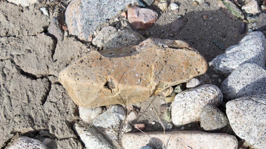 Golden Buckeye #1 & #2 — photograph 122 of the claim ground, Douglas County, Nevada