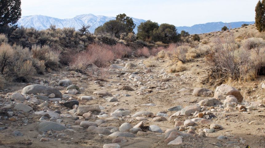 Golden Buckeye #1 & #2 — photograph 124 of the claim ground, Douglas County, Nevada