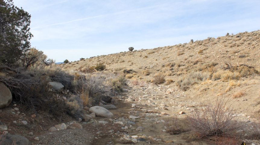 Golden Buckeye #1 & #2 — photograph 125 of the claim ground, Douglas County, Nevada