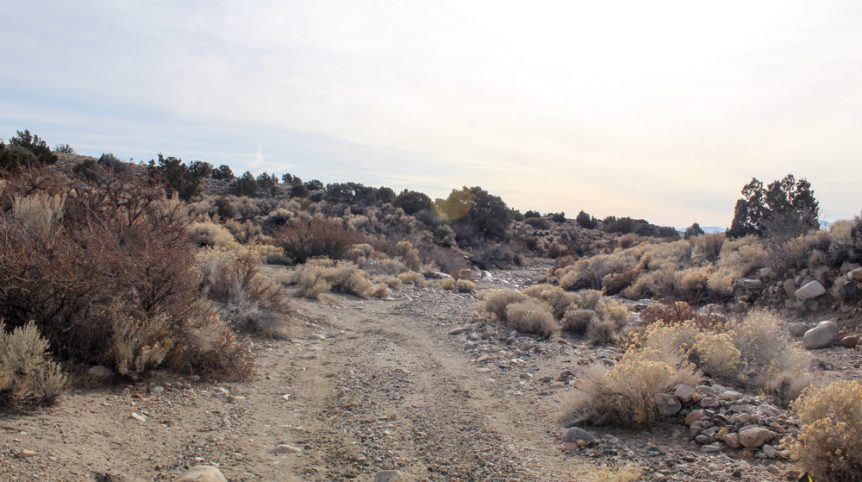 Golden Buckeye #1 & #2 — photograph 130 of the claim ground, Douglas County, Nevada
