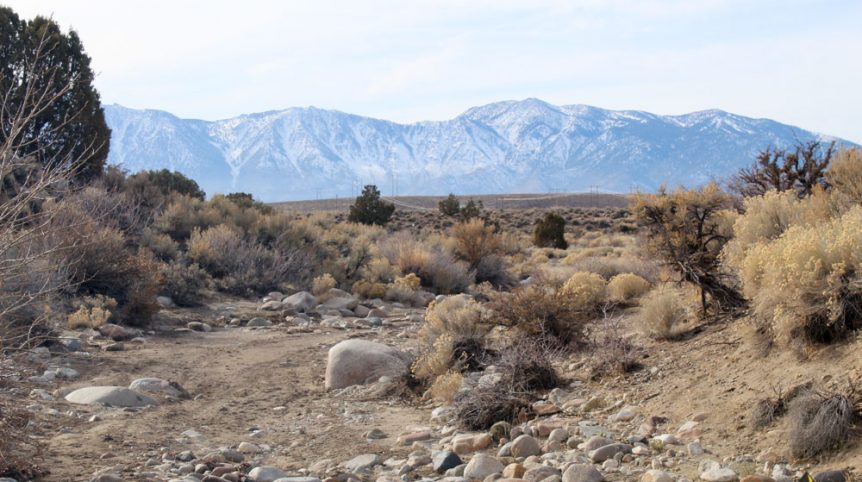 Golden Buckeye #1 & #2 — photograph 131 of the claim ground, Douglas County, Nevada