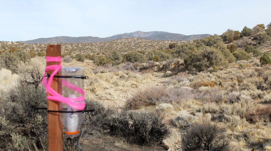 Golden Buckeye #1 & #2 — photograph 132 of the claim ground, Douglas County, Nevada