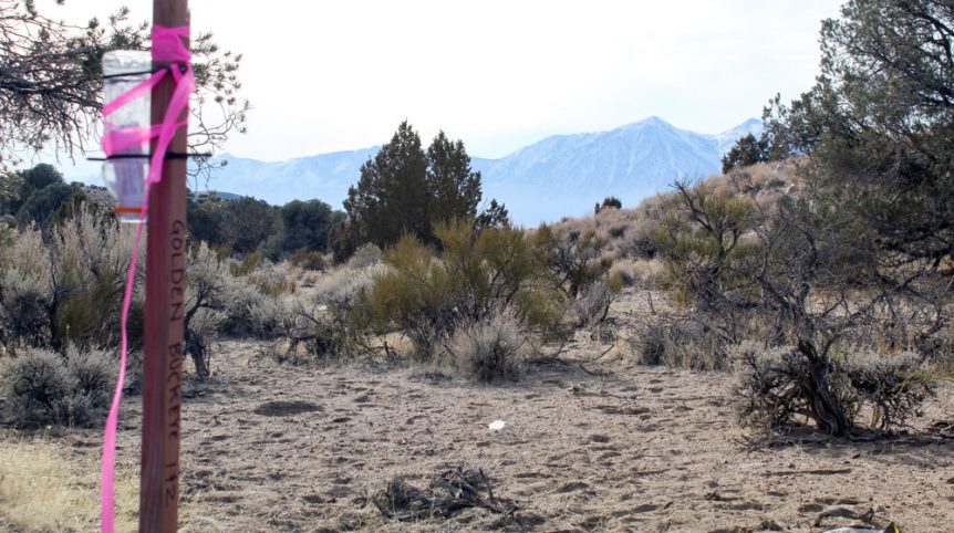 Golden Buckeye #1 & #2 — photograph 134 of the claim ground, Douglas County, Nevada
