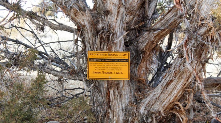 Golden Buckeye #1 & #2 — photograph 135 of the claim ground, Douglas County, Nevada