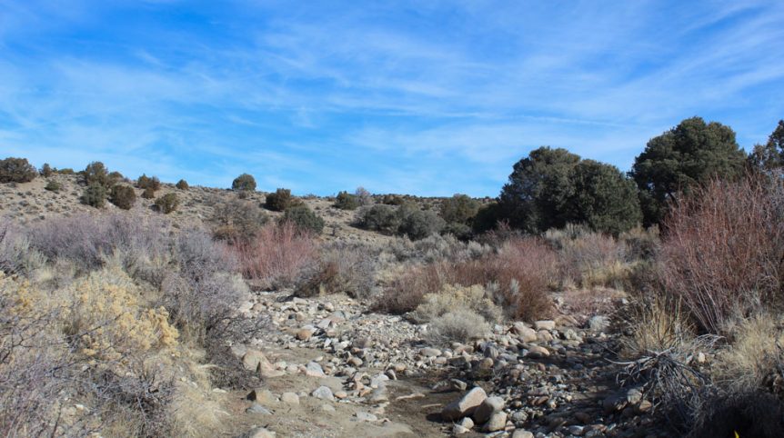 Golden Buckeye #1 & #2 — photograph 164 of the claim ground, Douglas County, Nevada