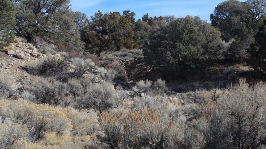 Golden Buckeye #1 & #2 — photograph 185 of the claim ground, Douglas County, Nevada