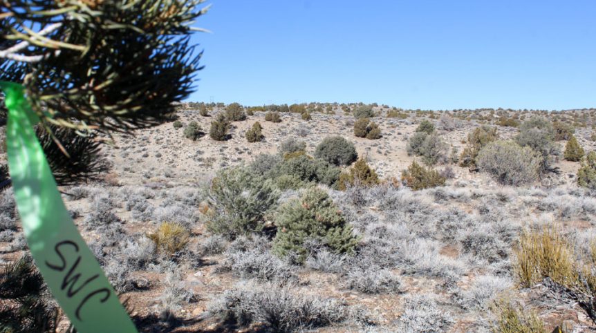 Golden Buckeye #1 & #2 — historic mine workings on the claim, Douglas County, Nevada