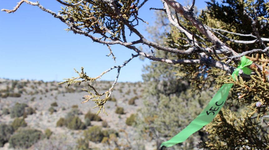 Golden Buckeye #1 & #2 — historic mine workings on the claim, Douglas County, Nevada
