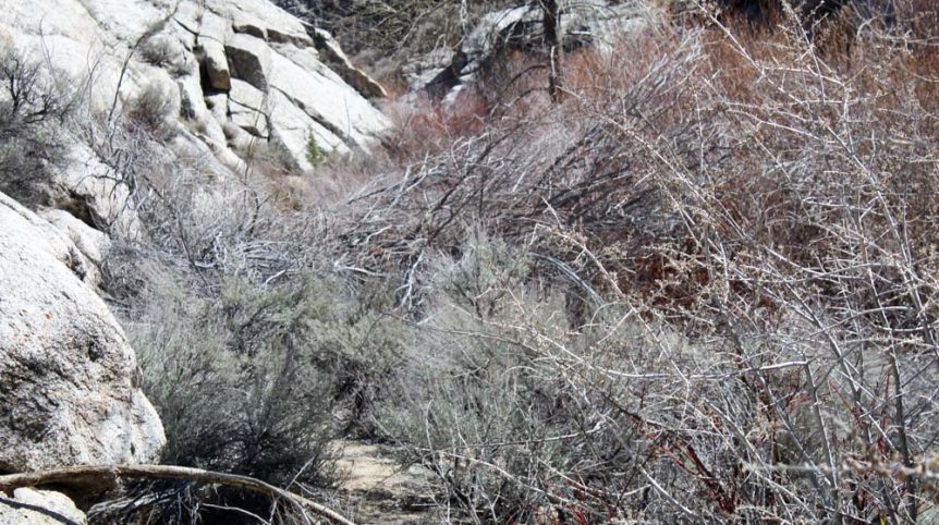 Rye Patch Canyon — photograph 17 of the claim ground, Pershing County, Nevada