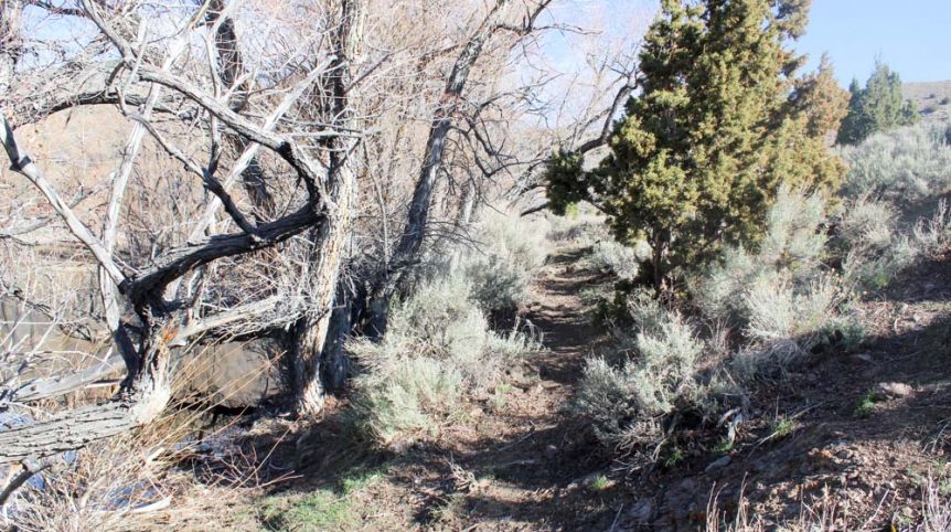 Quantum Solice — photograph 4 of the claim ground, Esmeralda County, Nevada