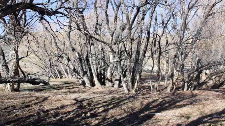 Quantum Solice — photograph 5 of the claim ground, Esmeralda County, Nevada