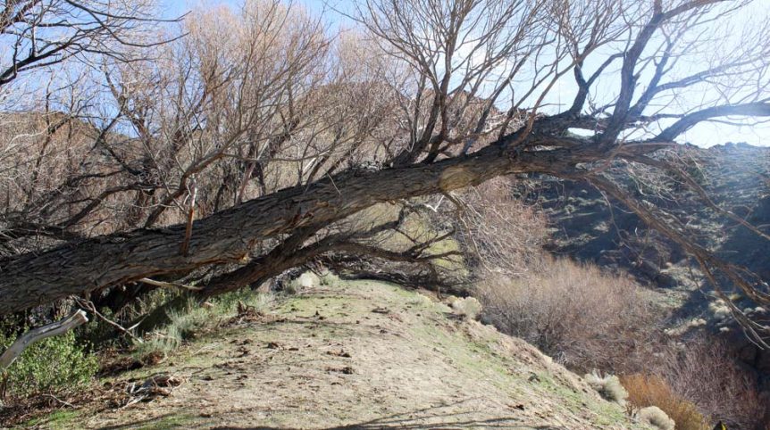 Quantum Solice — photograph 36 of the claim ground, Esmeralda County, Nevada