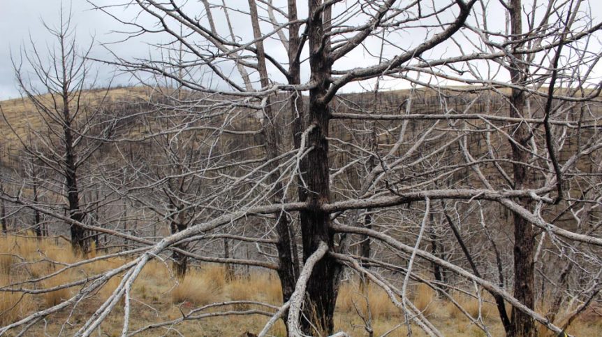GR6 — photograph 52 of the claim ground, Humboldt County, Nevada