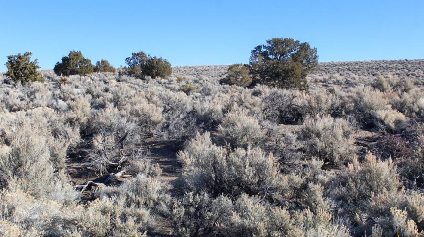 Imperial Gold Placer — photograph 9 of the claim ground, Douglas County, Nevada