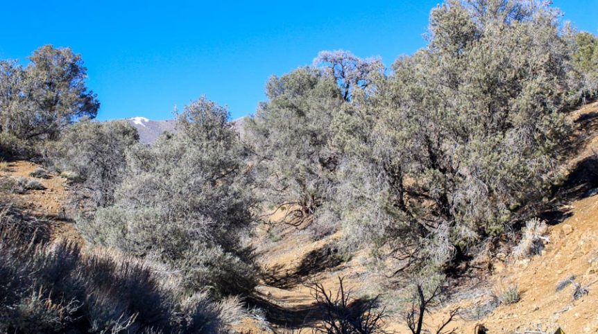 Sun West Gold — photograph 21 of the claim ground, Douglas County, Nevada