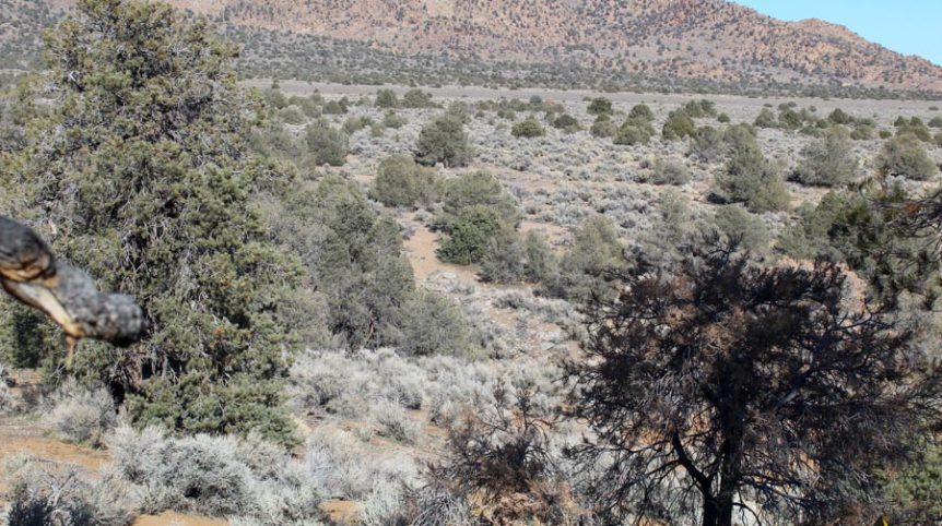 Sun West Gold — photograph 40 of the claim ground, Douglas County, Nevada
