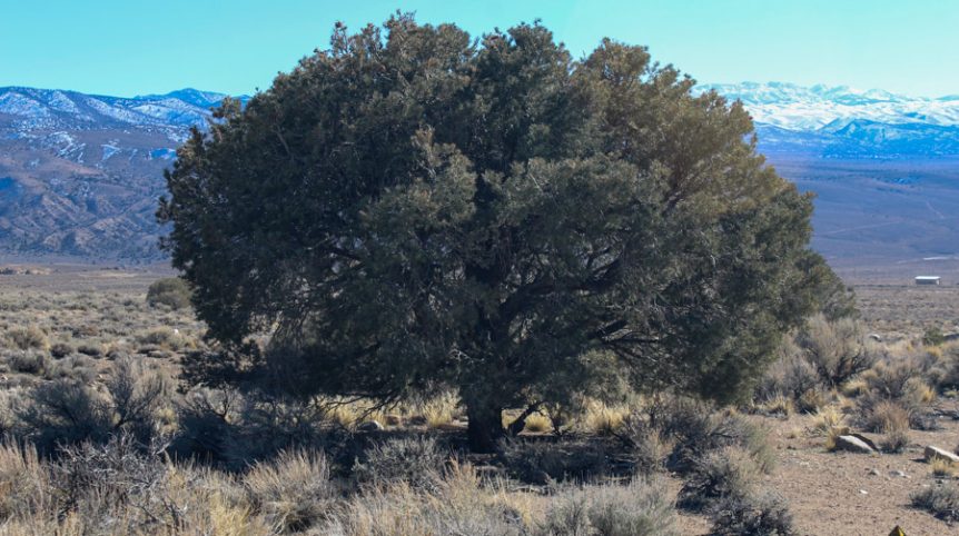 Sun West Gold — photograph 59 of the claim ground, Douglas County, Nevada