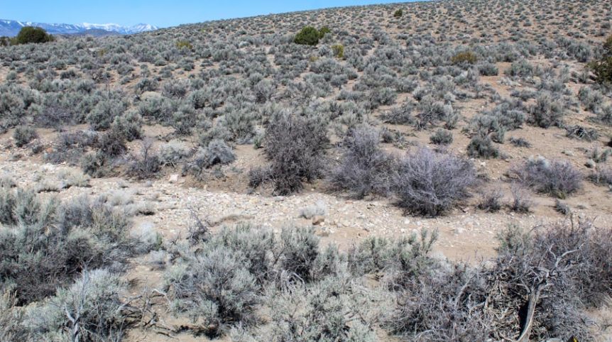 Buckeye Creek #1–#4 — photograph 102 of the claim ground, Douglas County, Nevada