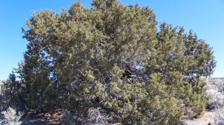 Buckeye Creek #1–#4 — photograph 104 of the claim ground, Douglas County, Nevada