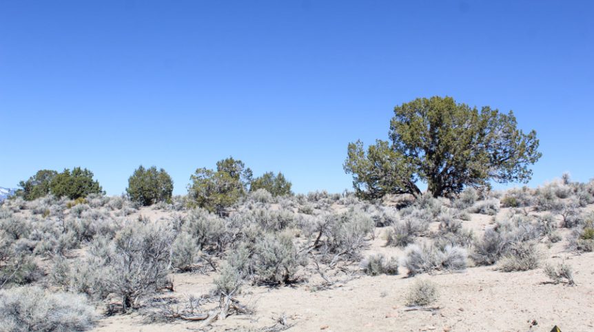 Buckeye Creek #1–#4 — photograph 105 of the claim ground, Douglas County, Nevada