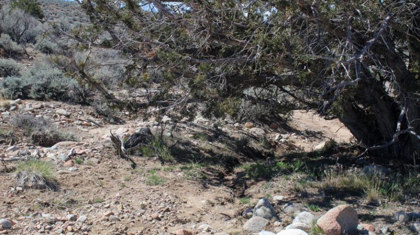 Buckeye Creek #1–#4 — photograph 112 of the claim ground, Douglas County, Nevada