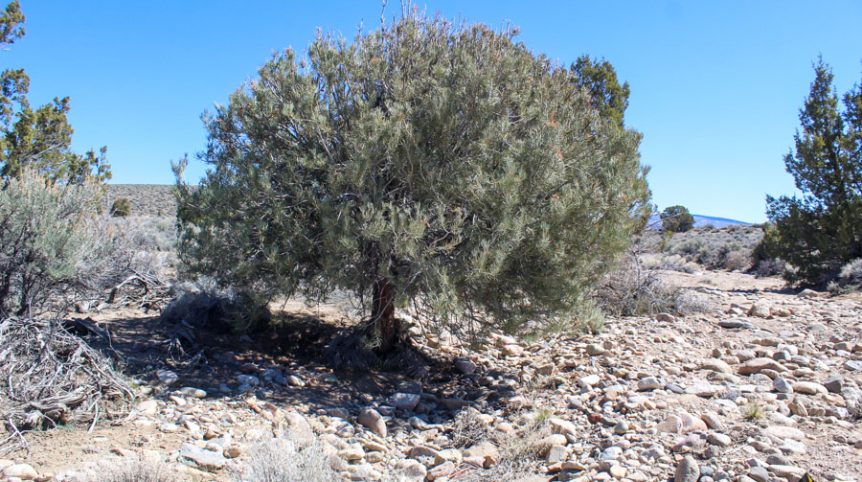 Buckeye Creek #1–#4 — photograph 122 of the claim ground, Douglas County, Nevada