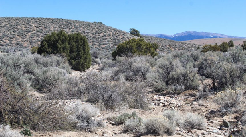 Buckeye Creek #1–#4 — photograph 123 of the claim ground, Douglas County, Nevada