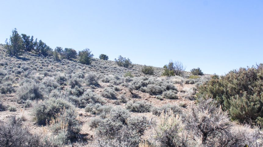 Buckeye Creek #1–#4 — photograph 126 of the claim ground, Douglas County, Nevada