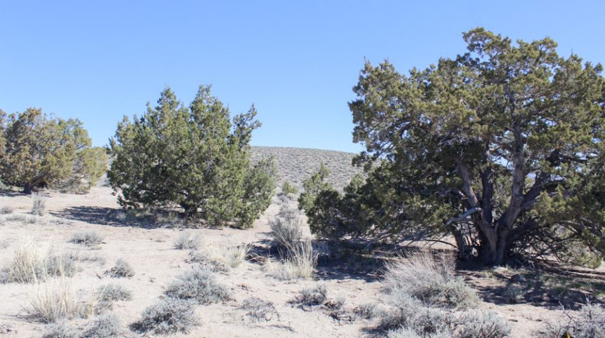 Buckeye Creek #1–#4 — photograph 128 of the claim ground, Douglas County, Nevada