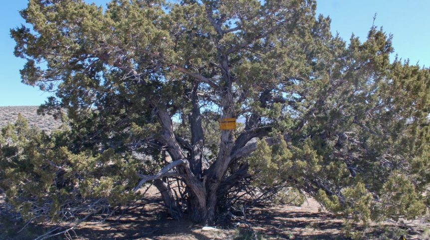 Buckeye Creek #1–#4 — photograph 130 of the claim ground, Douglas County, Nevada