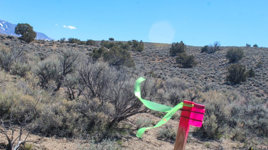 Buckeye Creek #1–#4 — photograph 131 of the claim ground, Douglas County, Nevada