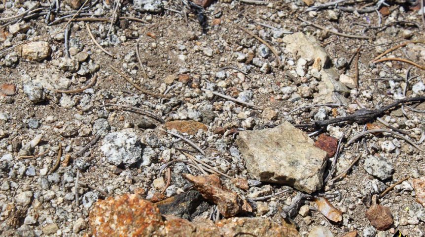 Taylor Mine — photograph 17 of the claim ground, Douglas County, Nevada
