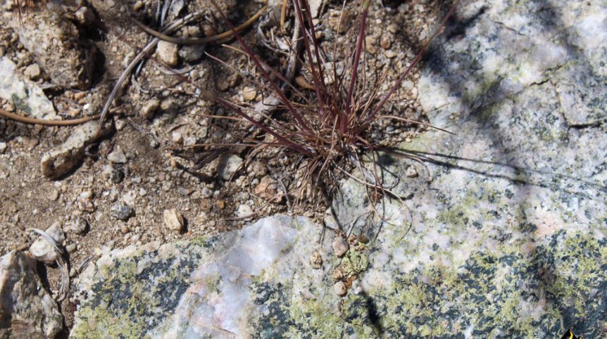 Taylor Mine — photograph 18 of the claim ground, Douglas County, Nevada