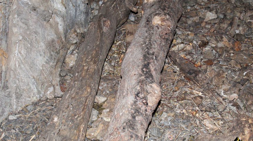 Taylor Mine — photograph 45 of the claim ground, Douglas County, Nevada