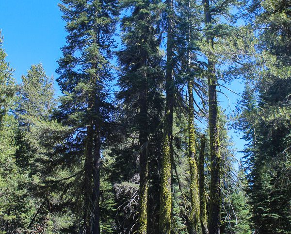 High Moss #91 — photograph 9 of the claim ground, Sierra County, California