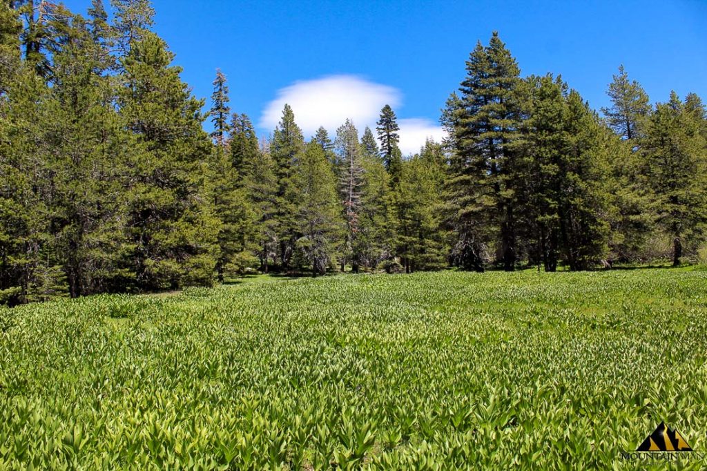 High Moss #91 — photograph 14 of the claim ground, Sierra County, California
