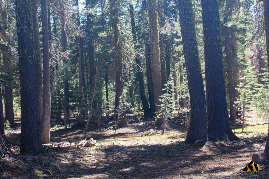 High Moss #91 — photograph 24 of the claim ground, Sierra County, California