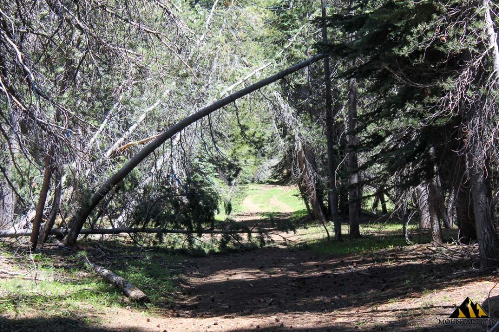 High Moss #91 — photograph 26 of the claim ground, Sierra County, California
