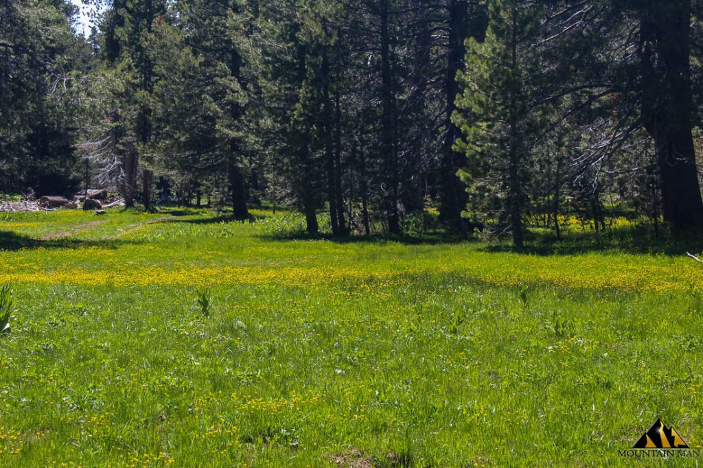 High Moss #91 — photograph 30 of the claim ground, Sierra County, California