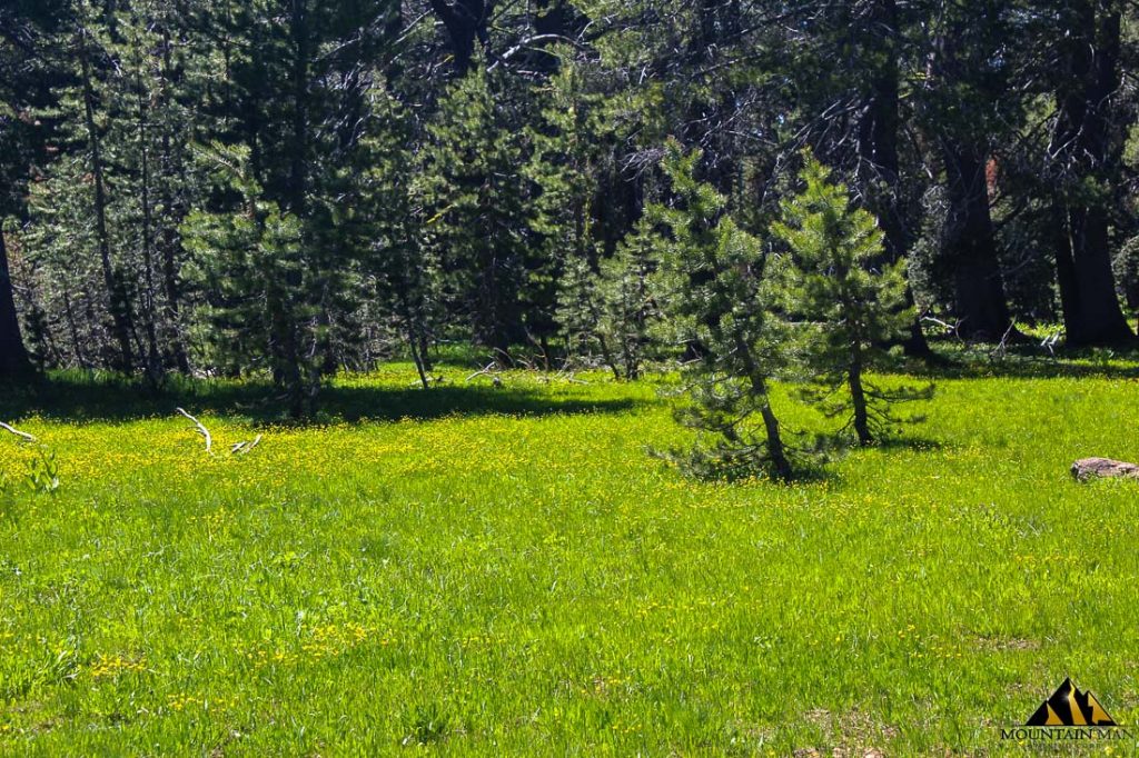 High Moss #91 — photograph 31 of the claim ground, Sierra County, California