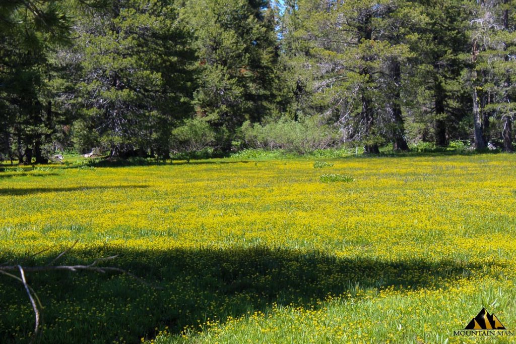 High Moss #91 — photograph 32 of the claim ground, Sierra County, California