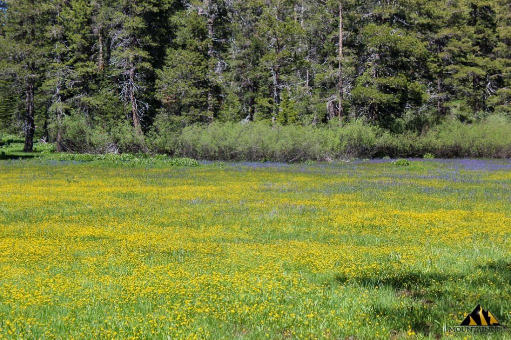 High Moss #91 — photograph 34 of the claim ground, Sierra County, California