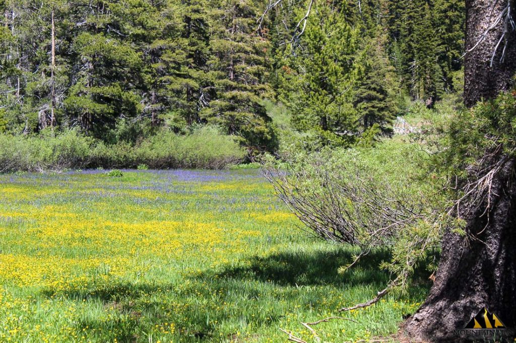High Moss #91 — photograph 35 of the claim ground, Sierra County, California