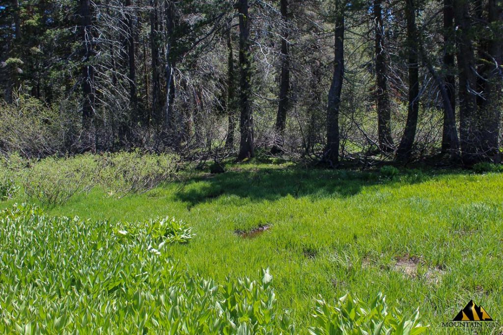 High Moss #91 — photograph 36 of the claim ground, Sierra County, California