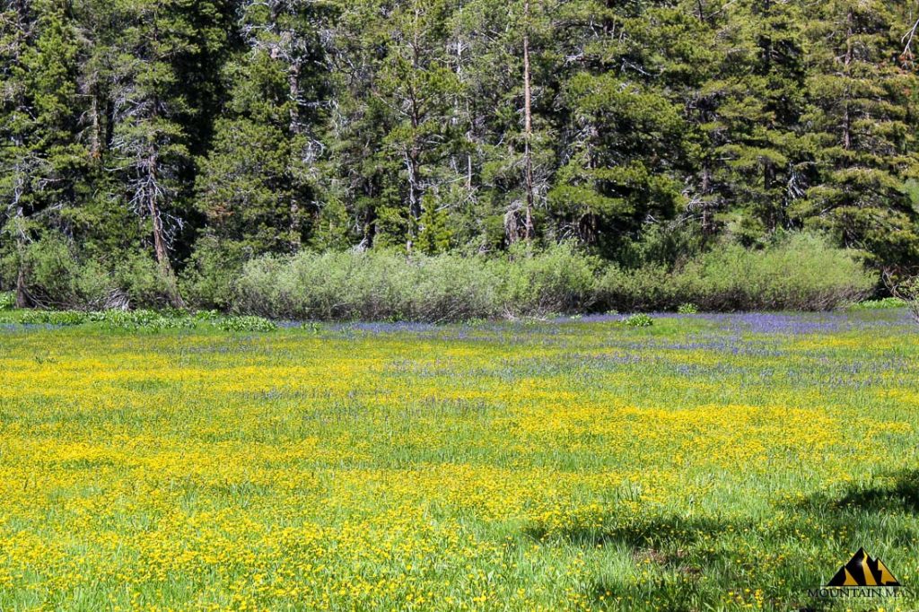 High Moss #91 — photograph 37 of the claim ground, Sierra County, California
