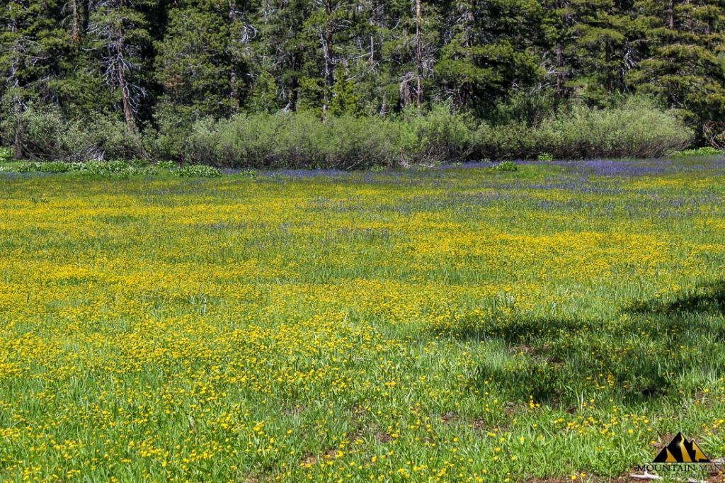 High Moss #91 — photograph 38 of the claim ground, Sierra County, California