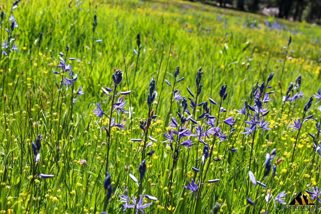High Moss #91 — photograph 41 of the claim ground, Sierra County, California